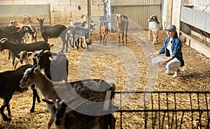 Positive female farmer beckoning domestic goats in shelter