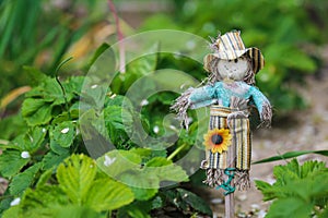 Positive garden scarecrow on guard harvest