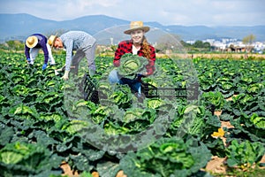 Positive girl harvesting ripe savoy cabbage on farm field