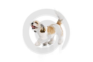 Positive, happy, little purebred shih tzu dog cheerfully walking with tongue sticking out, playing isolated on white