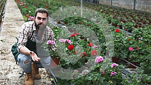 Positive man gardener examining plants of geranium for better growing in greenhouse