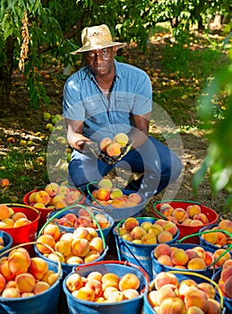 Positive man with many buckets of ripe peachs in orchard