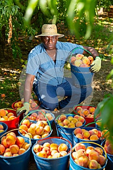 Positive man with many buckets of ripe peachs in orchard