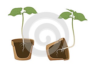 Positive and negative geotropism gravitropism, gravity