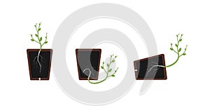 Positive and negative geotropism gravitropism, gravity. Plant in the pot. Root tends to the center of Earth