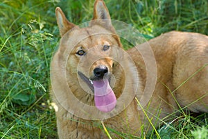 Positive portrait of cute mixed breed dog