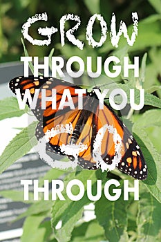 Positive quote on a Monarch Wanderer Butterfly and green background