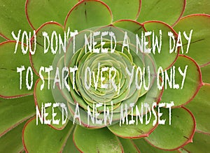 Positive uplifting mindset quote on a green succulent plant ba photo