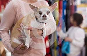 Positive woman with chihuahua dog in pet shop