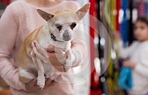 Positive woman with chihuahua dog in pet shop