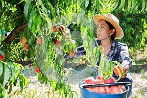 Positive woman engaged in gardening, picking fresh peaches in orchard