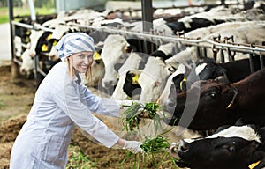 Positive woman feeding cows with grass at cowhouse