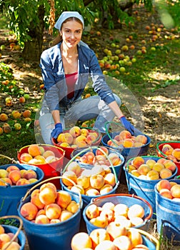 Positive woman with many buckets of ripe peachs in orchard