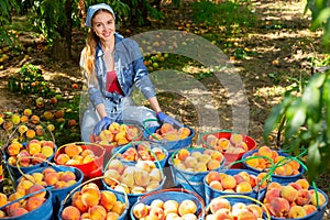 Positive woman with many buckets of ripe peachs in orchard