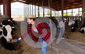 Positive young girl on a farm feeds a cow with silage