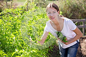 Positive young woman harvests bell peppers in the garden
