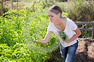 Positive young woman harvests bell peppers in the garden