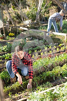Positive young woman weeding vegetable beds with chopper while working in garden during daytime in April