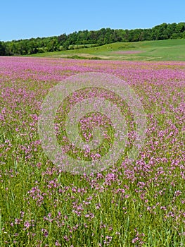 Pink wildflower field in Fingerlakes in NYS photo