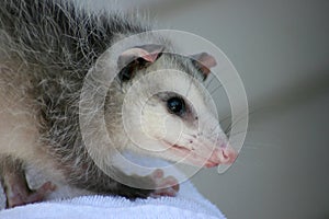 Possum