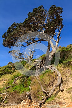 Possum damage to a tree in the Bay of Islands, New Zealand