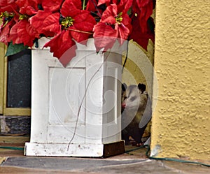 Possum hiding by the front door flower bed