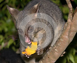 Possum holding a piece of mango