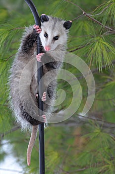 Possum on a Pole