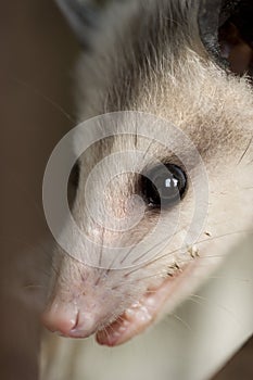 Possum portrait