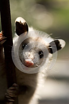 Possum portrait