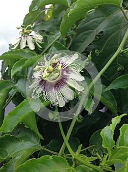 Possum Purple Passion Flower