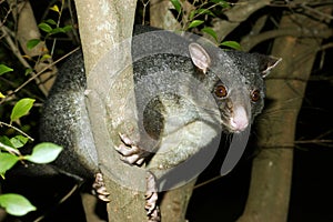 Possum up a tree