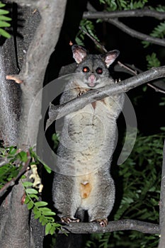 Possum in Tree Watching Me