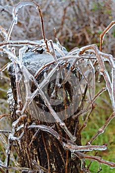 Post and Bush Encased in Ice