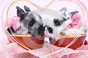 Post card with two rabbit