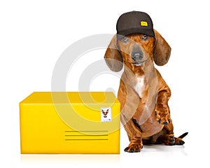 Post delivery dachshund sausage dog