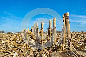 Post-harvest residues of corn on the field before being processed into the soil as organic photo