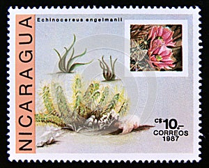 Postage stamp Nicaragua, 1987. Echinocereus engelmanii cactus plant