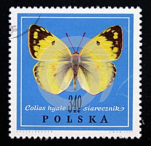 Postage stamp Poland, 1967. Clouded Yellow Colias hyale butterfly