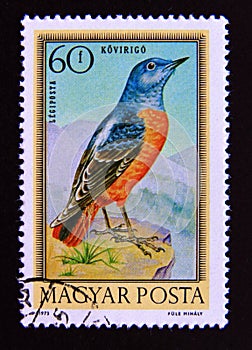Postage stamp Hungary, 1973. Common Rock Thrush Monticola saxatilis bird