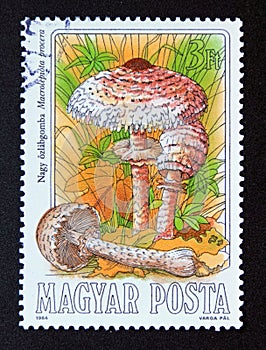 Postage stamp Hungary, 1984. Parasol Macrolepiota procera mushroom