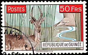 Postage stamp issued in Guinea with the image of the Impala antelope Defassa Waterbuck - one of the symbols of Africa