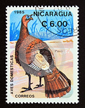 Postage stamp Nicaragua 1985. Domesticated Turkey Meleagris gallopavo