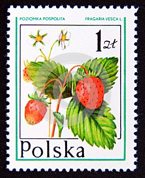 Postage stamp Poland 1977. Wild Strawberry Fragaria vesca fruit