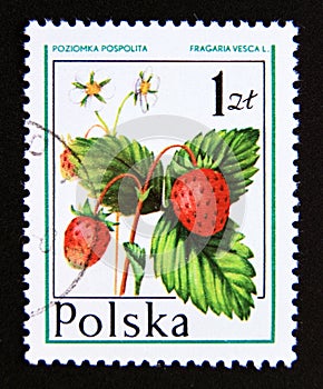 Postage stamp Poland, 1977. Wild Strawberry Fragaria vesca