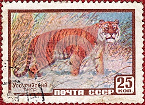 Postage stamp printed of the USSR with the image and inscription in Russian `Ussurian tiger`, from the series `Animals`