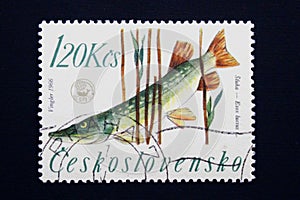 Drawing of northern pike underwater on postage stamp