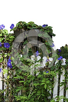 Postal boxes by old white picket fence isolated with morning glory flowers climibing over fence and mail boxes.