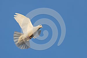 Postal white dove flying in the blue sky