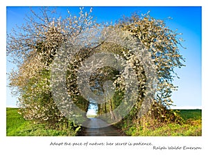 Postcard with beautiful path through wild blooming cherry trees in spring - including lyrics. Path tunnel through trees.